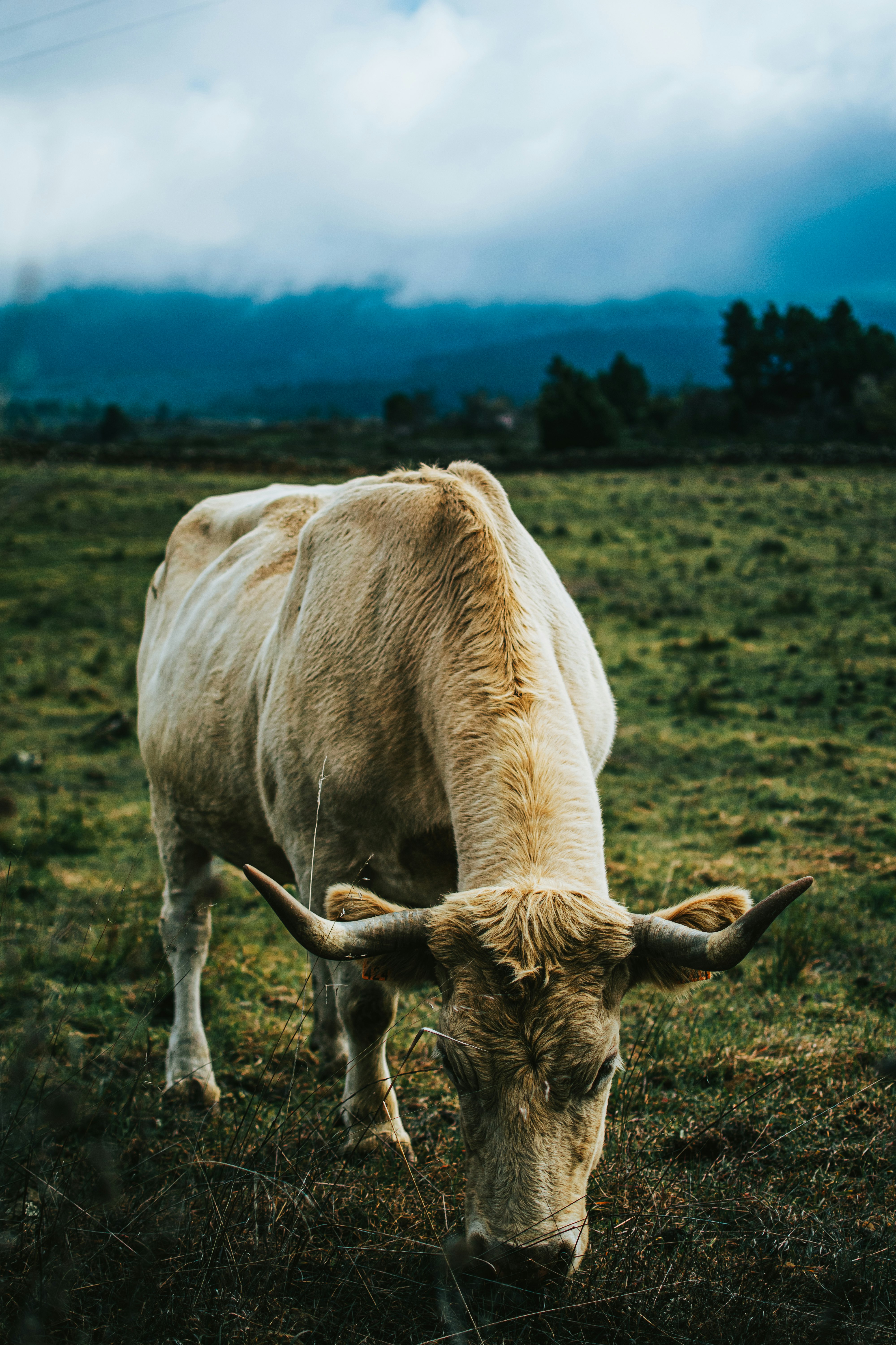 brown cow on green grass field during daytime